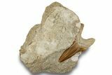 Large Otodus Shark Tooth Fossil in Rock - Morocco #257673-1